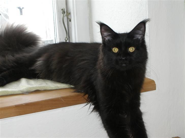 Maine Coon Yesterday - Hygge billede 2