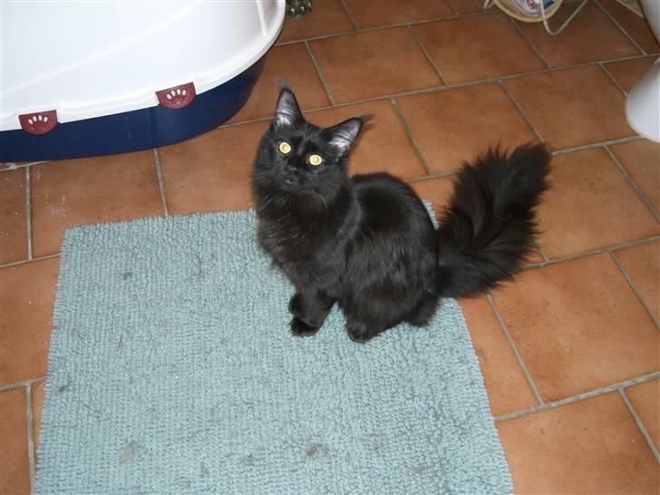 Maine Coon Yesterday - Er dette ok? billede 3
