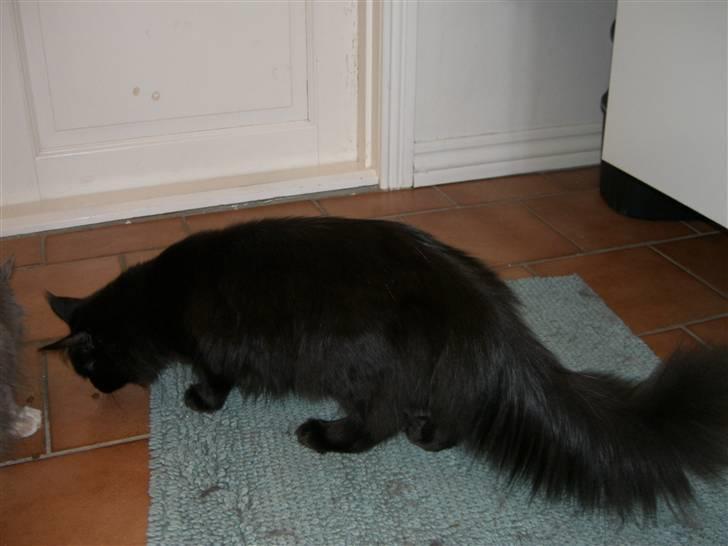 Maine Coon Yesterday - Hvad er dette? billede 4