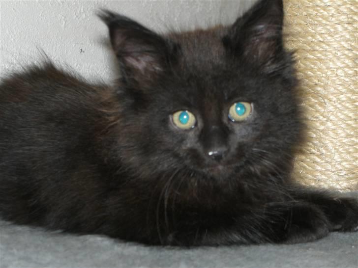 Maine Coon Yesterday - er det farligt? billede 5