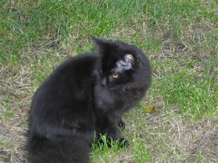 Maine Coon Yesterday - grønt passer da godt til min farve - ikke? billede 6