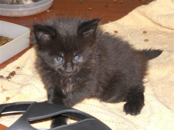 Maine Coon Yesterday - her er jeg bare lille billede 7