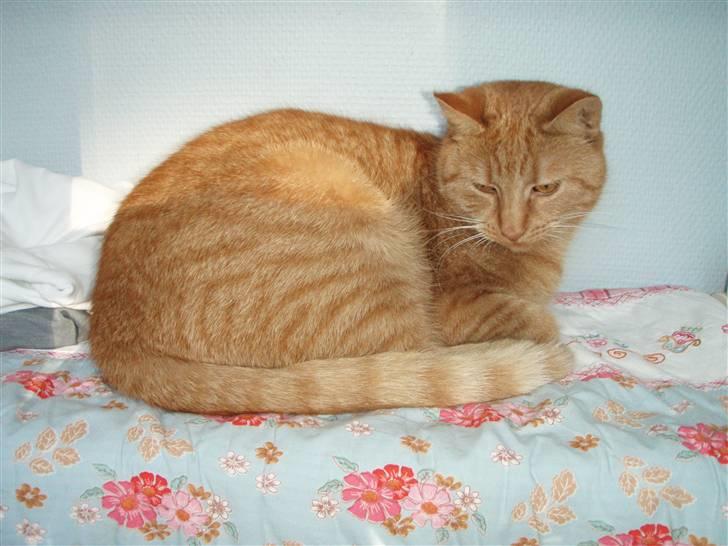 Huskat Leonora. - Hvad var det ? (; billede 10