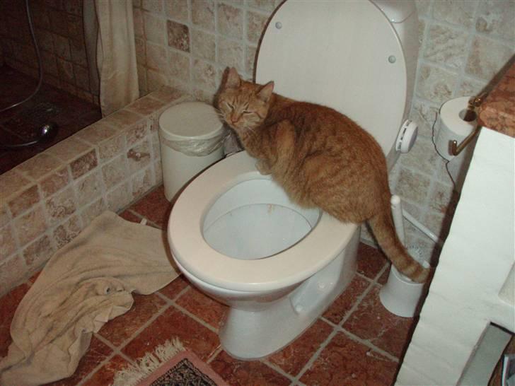 Huskat Leonora. - Hvaaaad??? Jeg undersøger jo bare lige toiletet?! (: billede 11