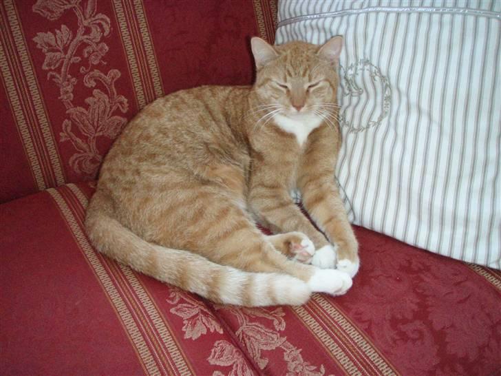 Huskat Donna. - Den kongelige kat: DONNA!!<3 billede 16