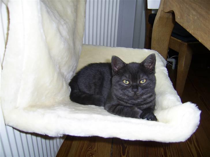 British Shorthair Senna - Dejlig varm og blød seng til mig :) billede 1