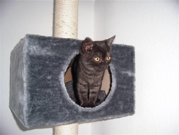 British Shorthair Senna - Hvad sker der herude? Så det ikke lige, da jeg hyggede i min kasse! billede 2