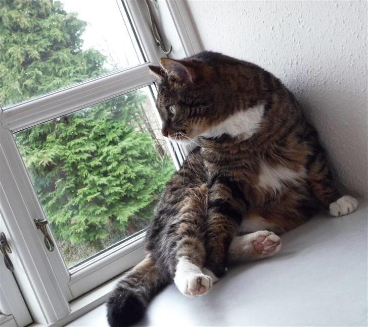 Huskat Charlie  - Charlie i vinduet på mit værelse! (;  billede 14