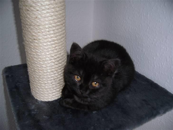 British Shorthair Senna - Slapper af... billede 3