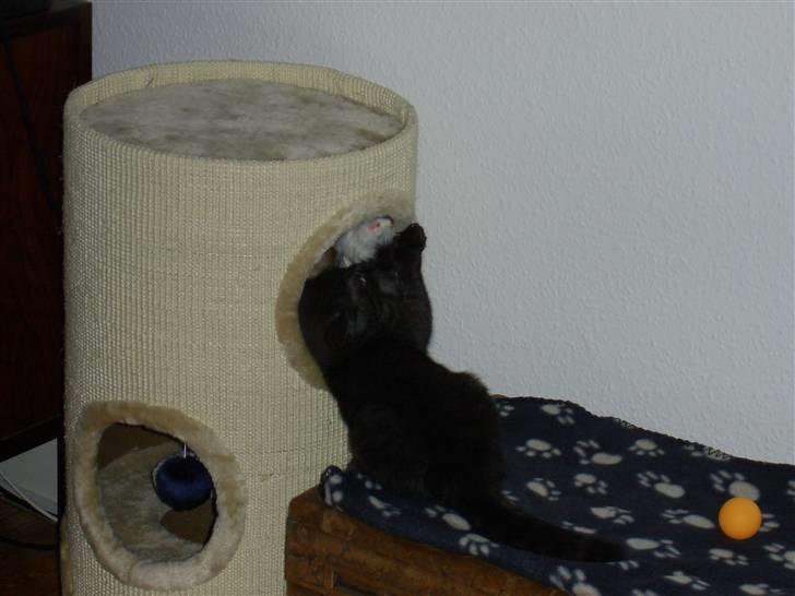 British Shorthair Senna - Den mus skal have slag! Jeg er en farlig krigerinde! billede 4