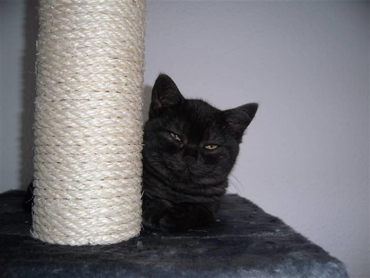 British Shorthair Senna - Jeg er bare en flot sort smoke brittepige :) billede 5