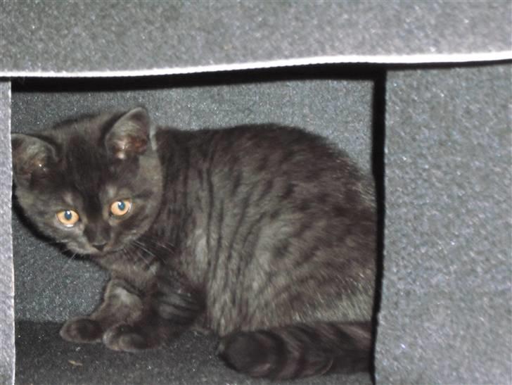 British Shorthair Senna - Jeg har fundet endnu en hule... billede 6