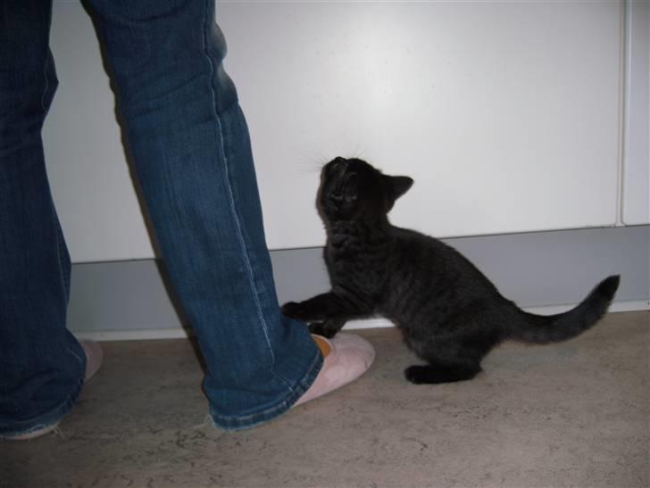 British Shorthair Senna - Hvad laver du? Må jeg være med? billede 7