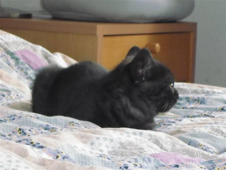 British Shorthair Senna - Bare dejligt at putte på sengen med udsigt til baggårdens høje (fugle)træ :) billede 8