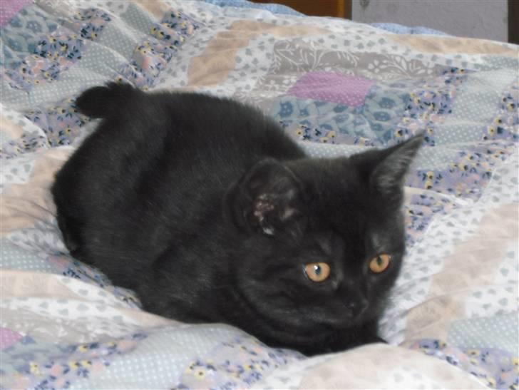 British Shorthair Senna - Jeg eeeeeeeelsker at ligge på dette bløde sengetæppe! billede 9