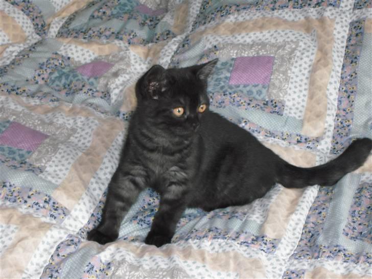 British Shorthair Senna - Du må gerne tage billeder, men jeg holder lige øje med hvad der sker ude i baggården! billede 10