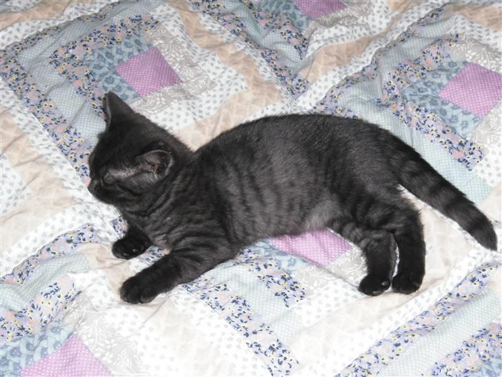 British Shorthair Senna - Jeg er glad for afslapning... billede 11
