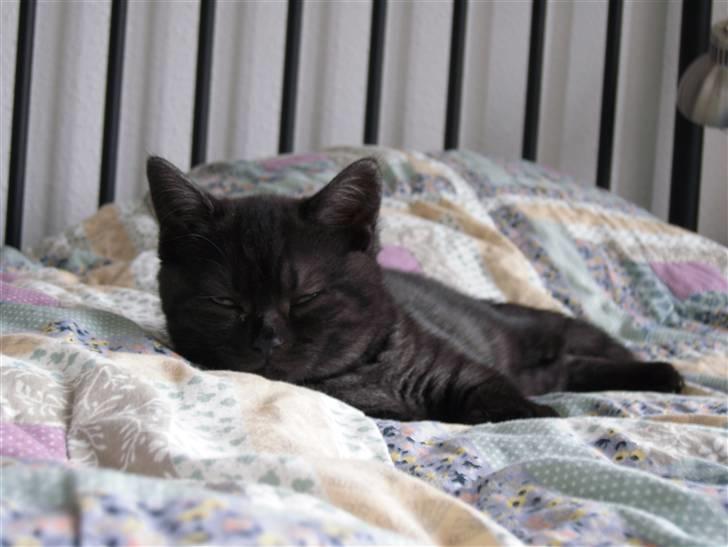 British Shorthair Senna - Dejligt blødt sengetæppe...zzz.. billede 12