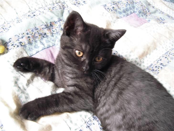 British Shorthair Senna - Se, jeg har striber! billede 13