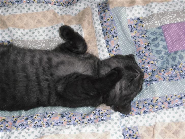 British Shorthair Senna - Jeg overgiver mig...må sove..zzz... billede 14