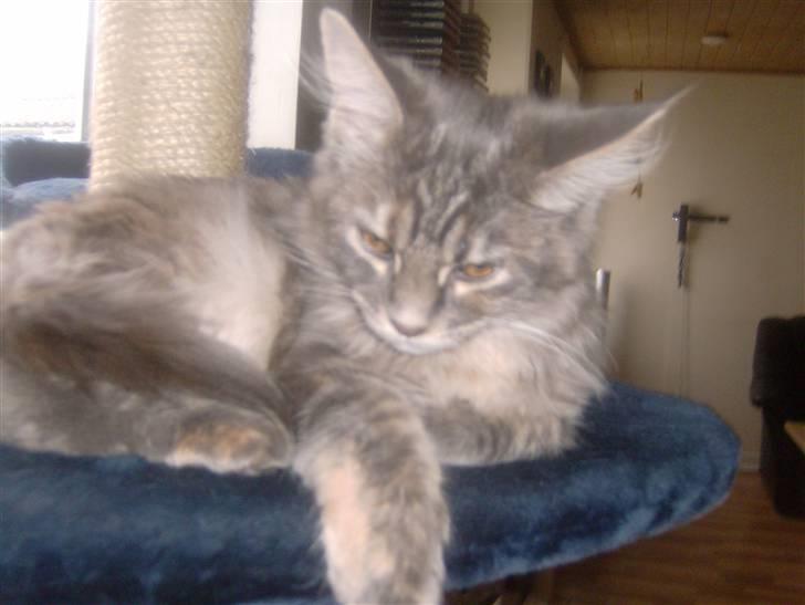 Maine Coon Fiona - jeg nok få det godt...her billede 11