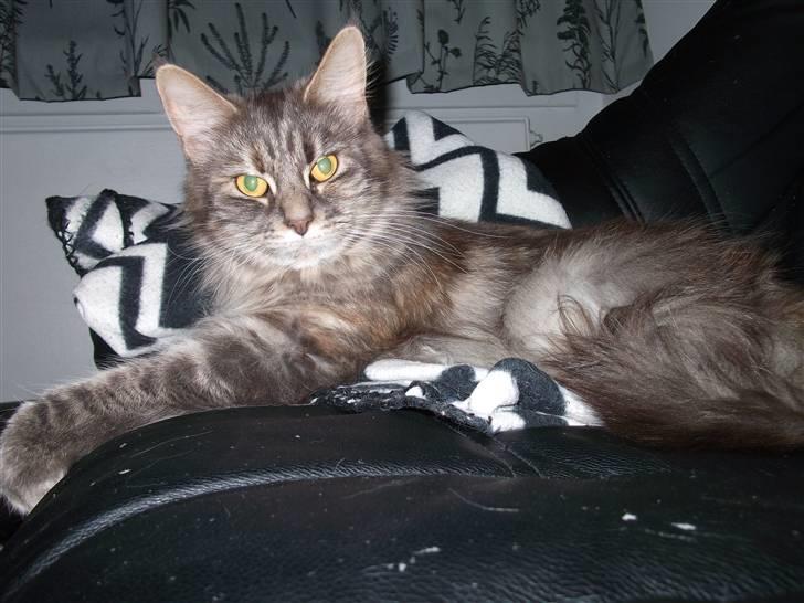 Maine Coon Fiona - Hvad sker der lige der.. billede 2