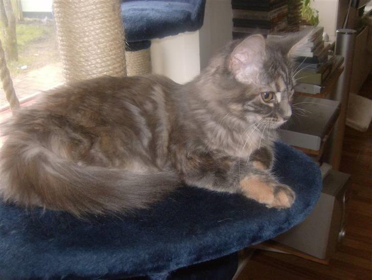 Maine Coon Fiona - i sikke dog mange nye ting... billede 3