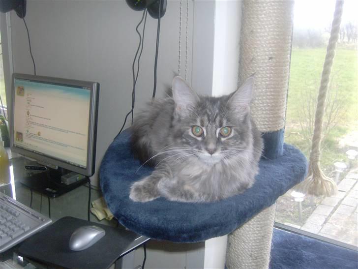 Maine Coon Fiona - ja det så mig Fiona.. billede 4