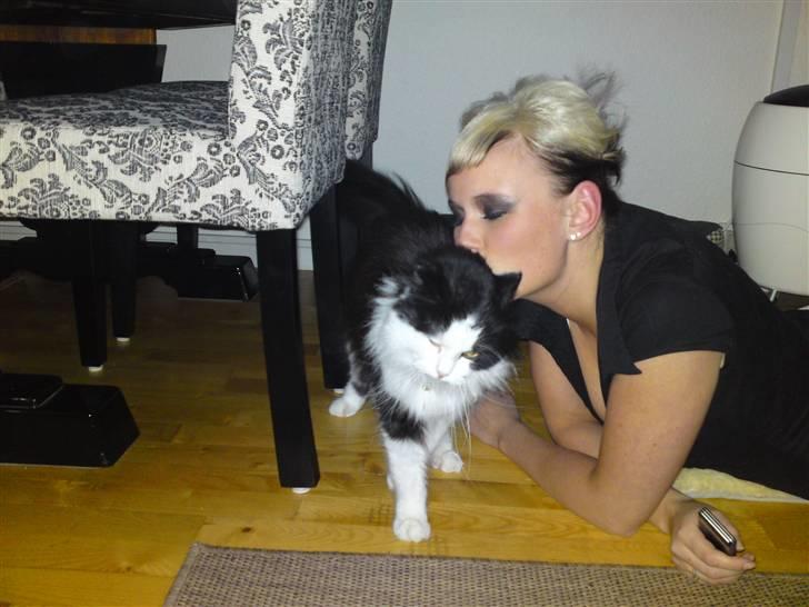 Maine Coon Oliver *solgt* billede 5