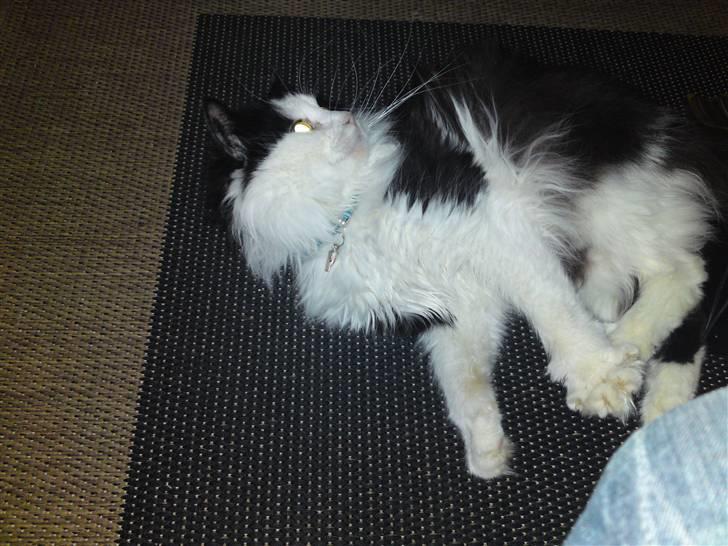 Maine Coon Oliver *solgt* billede 6