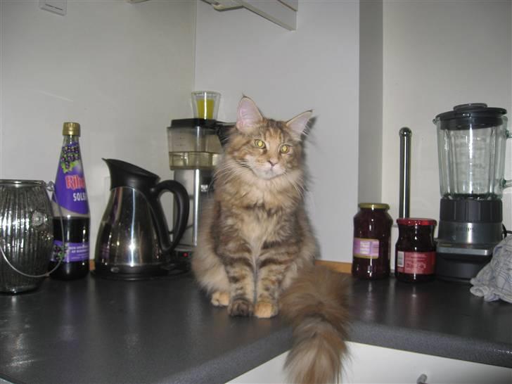 Maine Coon Belisha Girl`Cassiopeia - Uskyldig :) billede 1