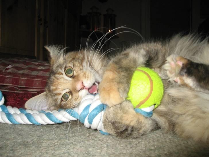 Maine Coon Belisha Girl`Cassiopeia - Elsker at lege :) billede 2