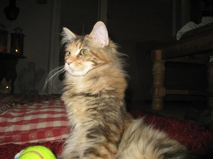 Maine Coon Belisha Girl`Cassiopeia - Nysgerrig :) billede 3