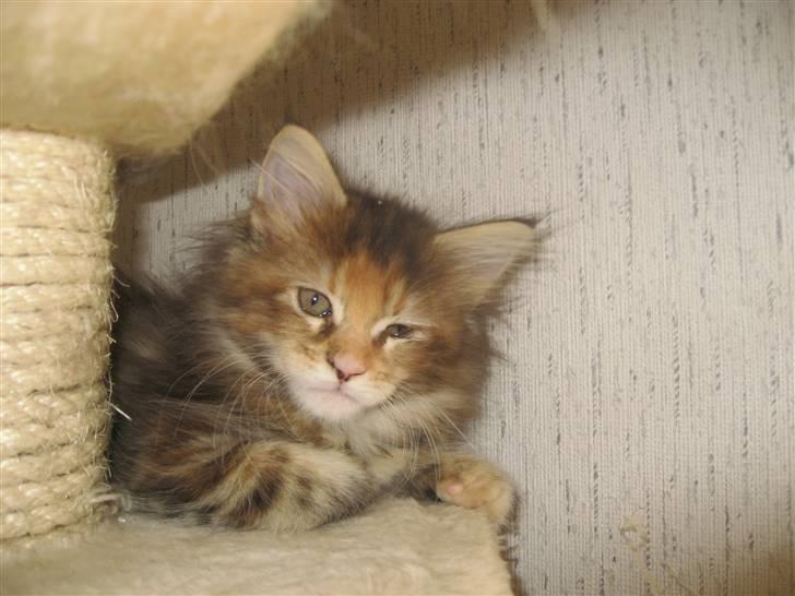 Maine Coon Belisha Girl`Cassiopeia - Ikke helt vågen :) billede 4