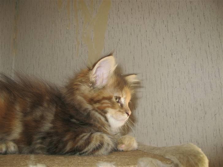 Maine Coon Belisha Girl`Cassiopeia - SMUK :) billede 5
