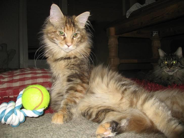 Maine Coon Belisha Girl`Cassiopeia billede 6