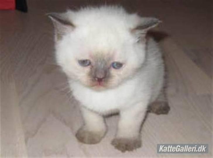 British Shorthair Gensters Conrad billede 8