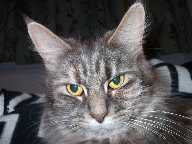 Maine Coon Fiona - er Jeg ikke smuk billede 5