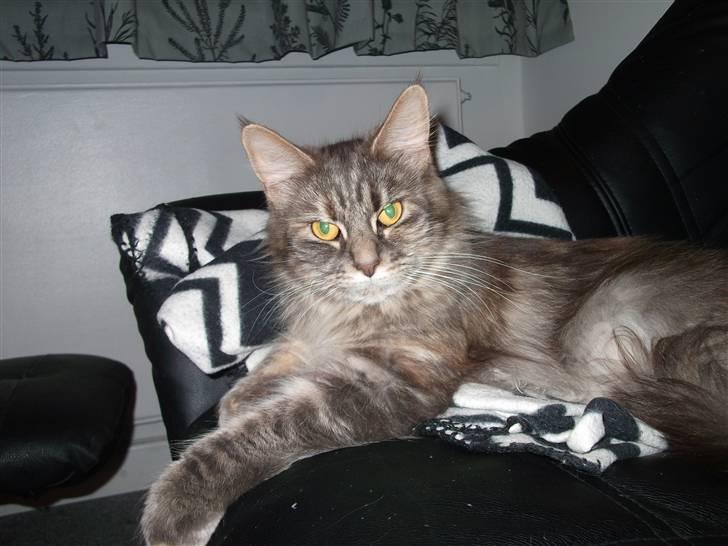 Maine Coon Fiona - Lække sted det her.. billede 6