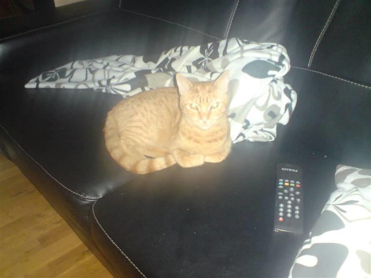 Huskat suddemudde mis 2 billede 2