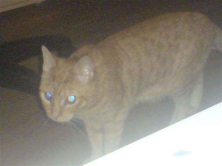 Huskat suddemudde mis 2 billede 3