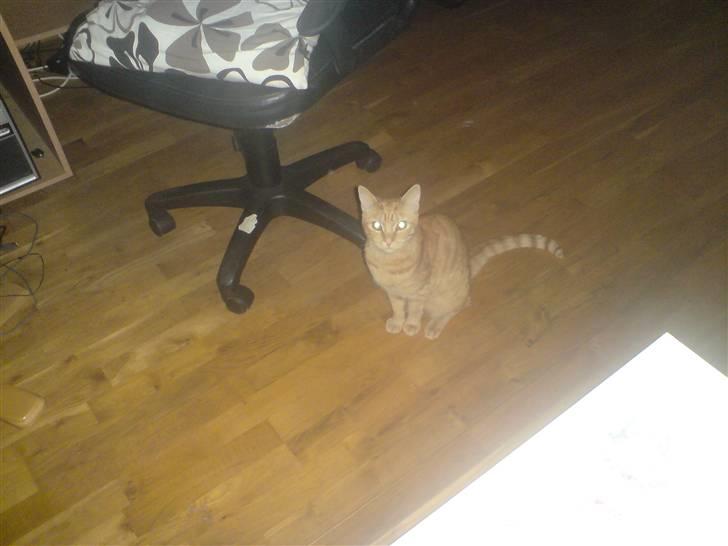 Huskat suddemudde mis 2 billede 4