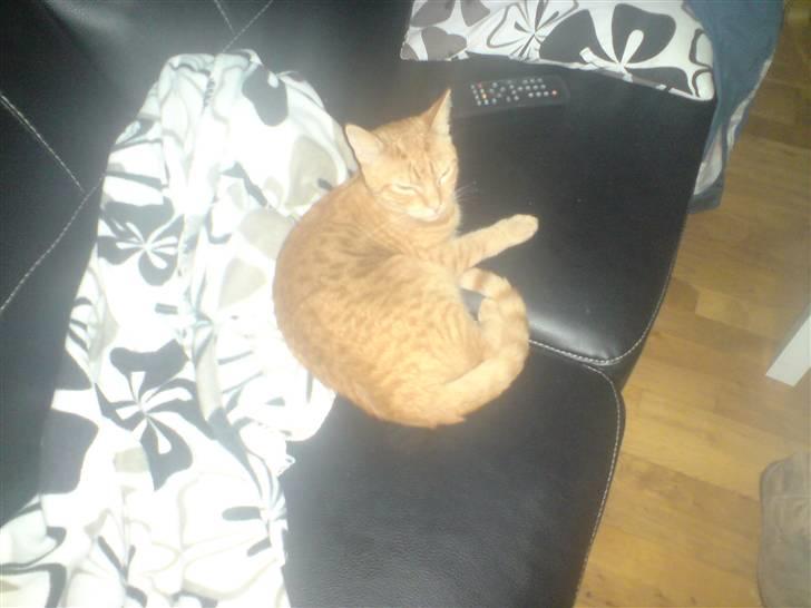 Huskat suddemudde mis 2 billede 5