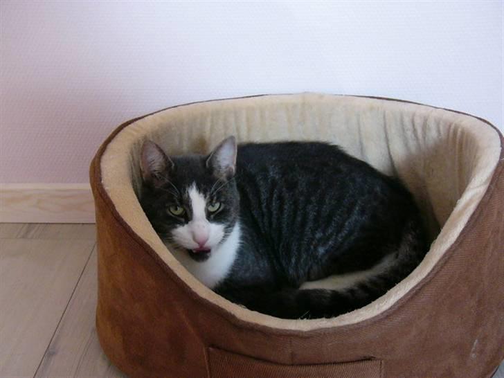 Blanding af racer fedemis - .. billede 6