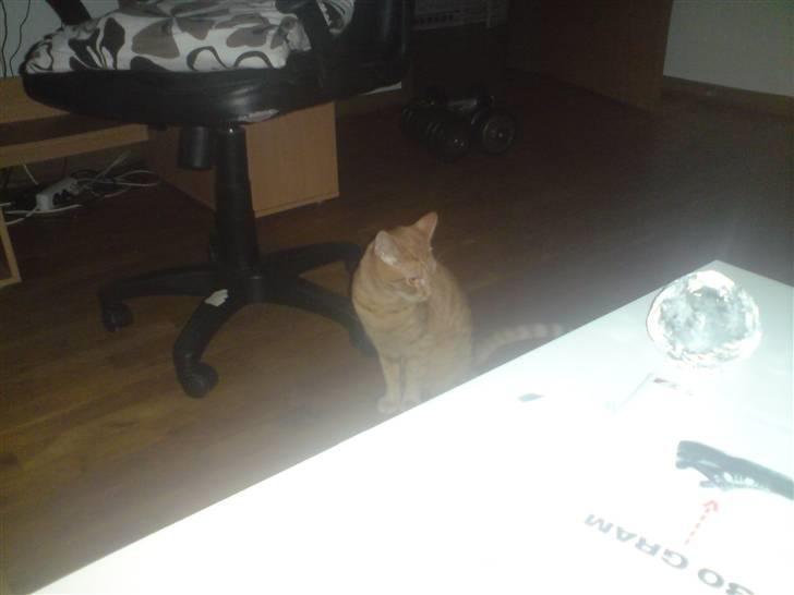 Huskat suddemudde mis 2 billede 6