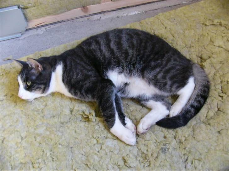 Blanding af racer fedemis - tænker og slapper billede 7