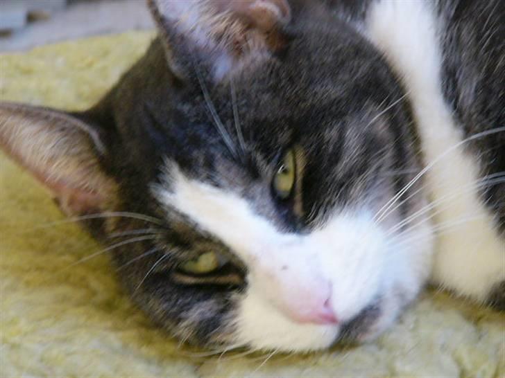 Blanding af racer fedemis - fedemis der ligger og tænker på sin gode ven garfil for mån han kan være hende  billede 8