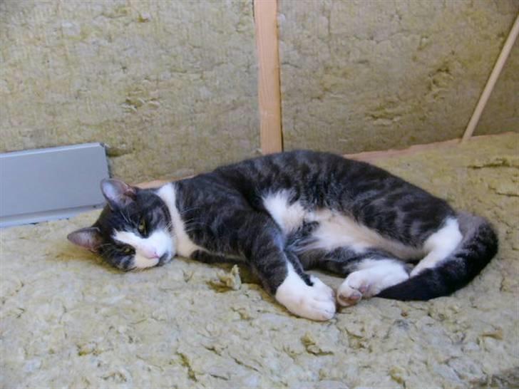 Blanding af racer fedemis - hehe fedemis dovner du den af  billede 9