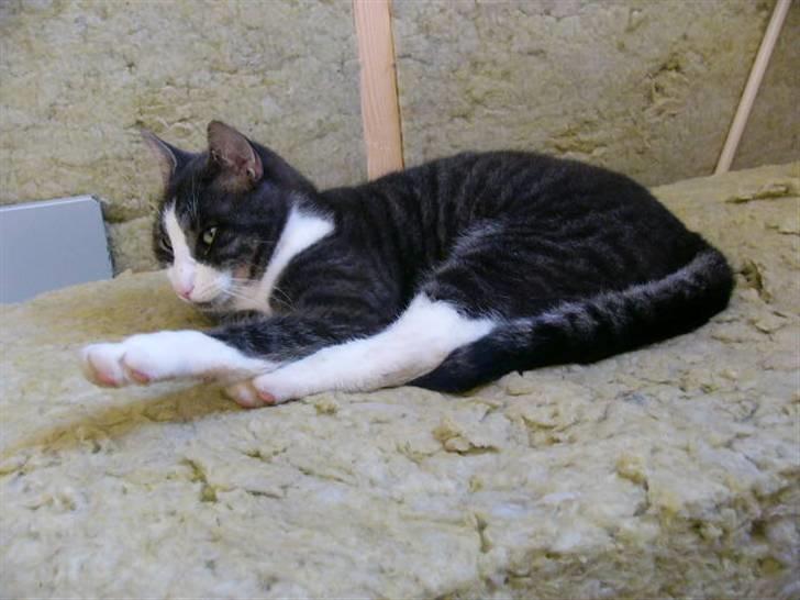 Blanding af racer fedemis - jeg laver lige strak ud øvelser  billede 10