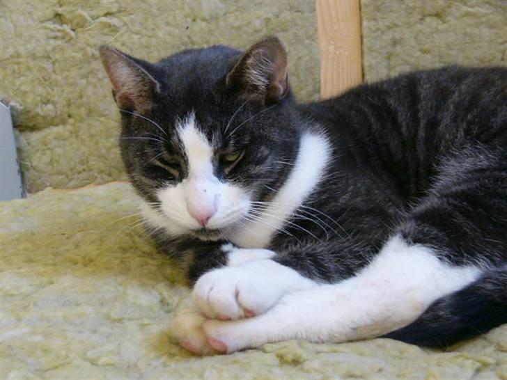 Blanding af racer fedemis - er du lige forgnet billede 11